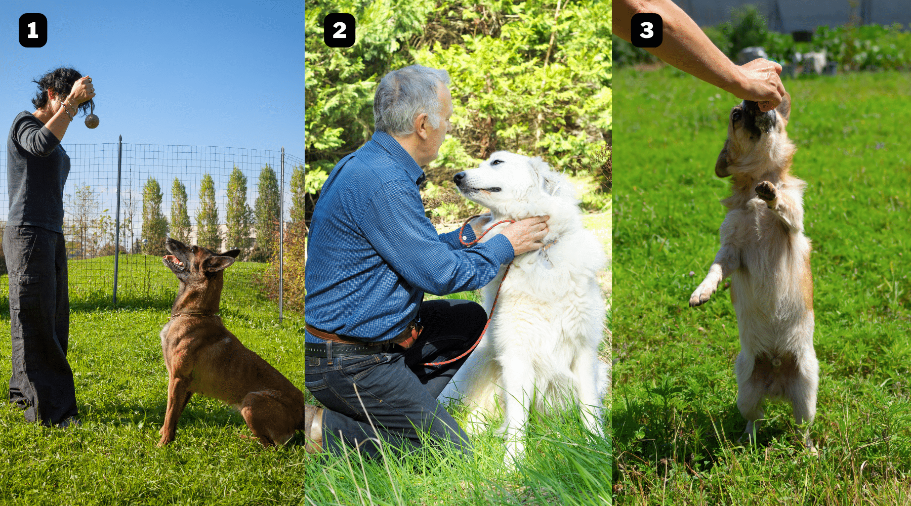 Test de personnalité : et si votre comportement avec votre chien révélait votre caractère ?