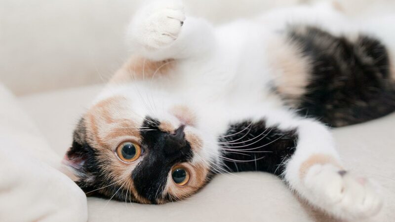Animaux : Votre chat ronronne souvent ? Cela ne veut pas toujours dire qu’il est content !