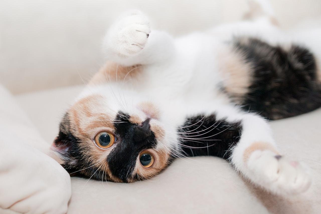 Animaux : Votre chat ronronne souvent ? Cela ne veut pas toujours dire qu’il est content !