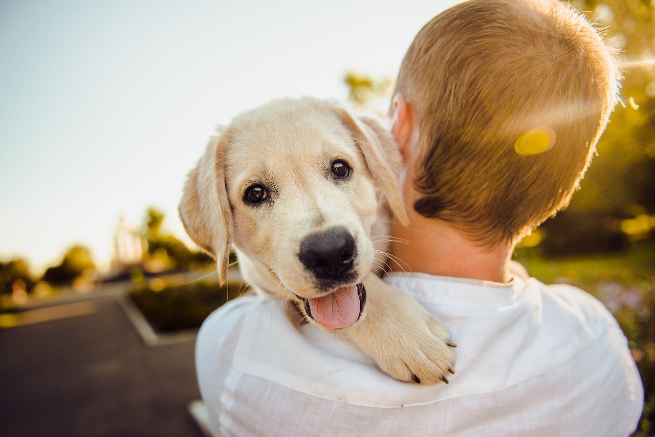 Animaux : comment savoir que vous adoptez le bon chien pour votre foyer ?