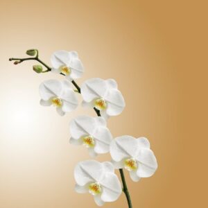 Vos orchidées font grise mine ? Retrouvez nos conseils pour qu’elles soient de nouveau resplendissantes!