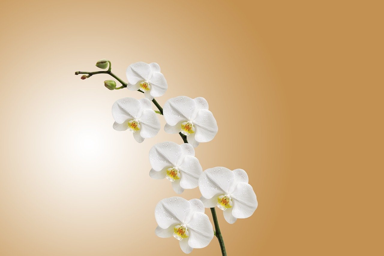 Vos orchidées font grise mine ? Retrouvez nos conseils pour qu’elles soient de nouveau resplendissantes!