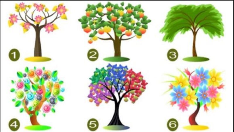 Test de personnalité : choisis un arbre et découvre un trait dominant de ta personnalité !
