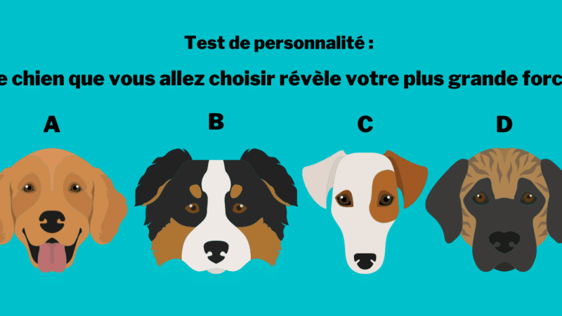 Test de personnalité : le chien qui vous attire le plus vous dévoile votre plus grande force