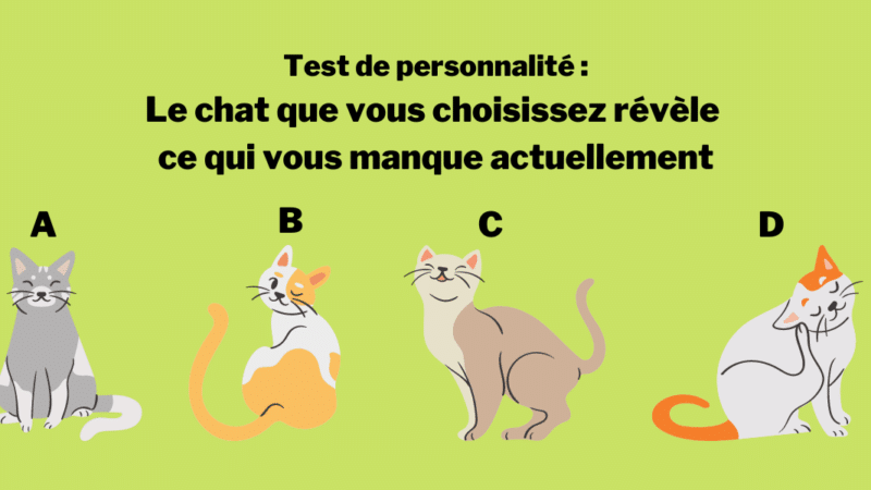 Test de personnalité : le chat que vous choisissez révèle ce qui vous manque actuellement