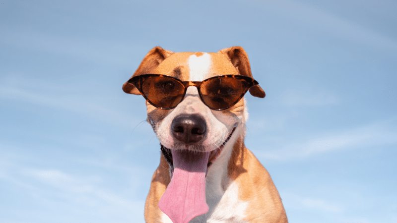 Fortes chaleurs : pensez à vos animaux ! Ils sont fragilisés par la canicule.