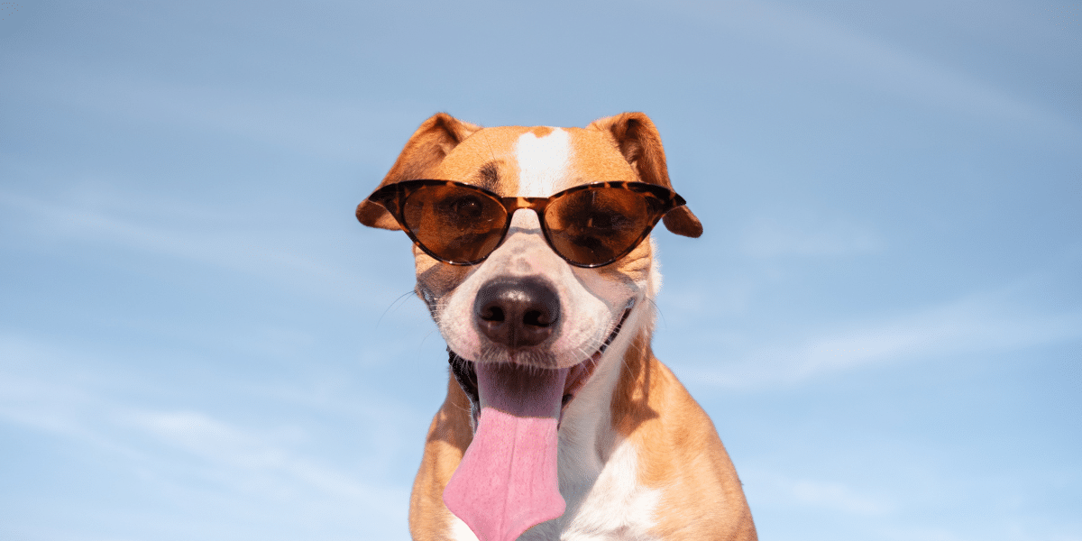 Fortes chaleurs : pensez à vos animaux ! Ils sont fragilisés par la canicule.