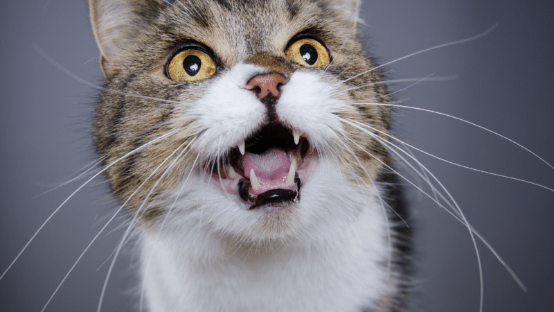 Chat : votre matou ne fait que miauler ! Que veut-il vous dire ?