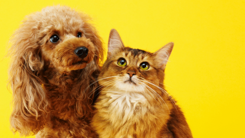 Animaux : Méfiez-vous de ces petites bêtes pour vos chiens et vos chats
