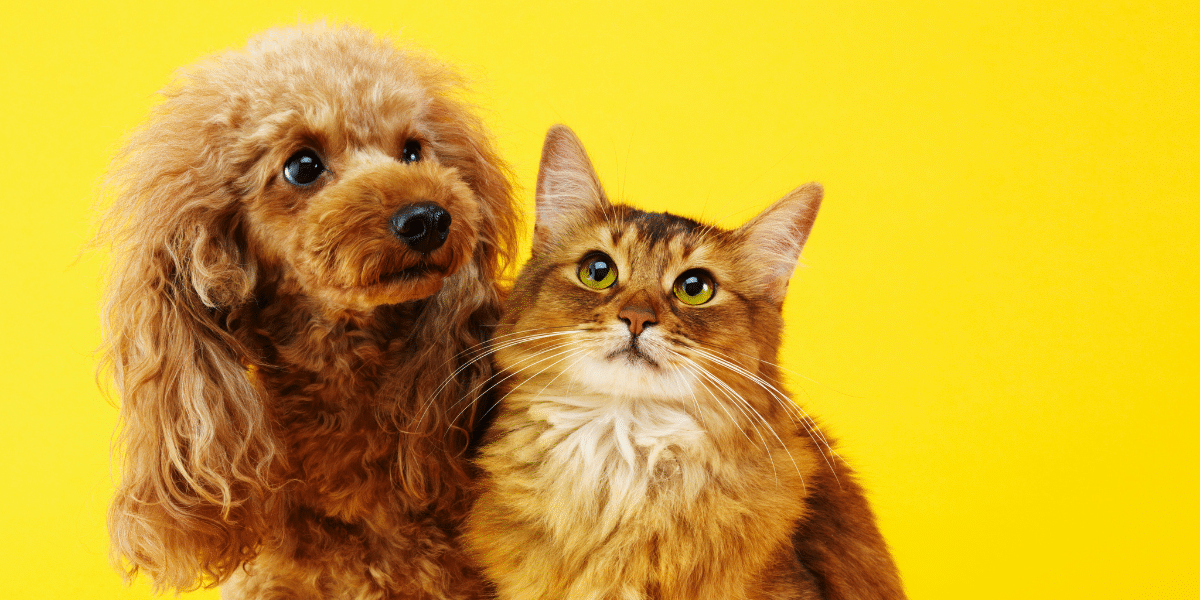 Animaux : Méfiez-vous de ces petites bêtes pour vos chiens et vos chats