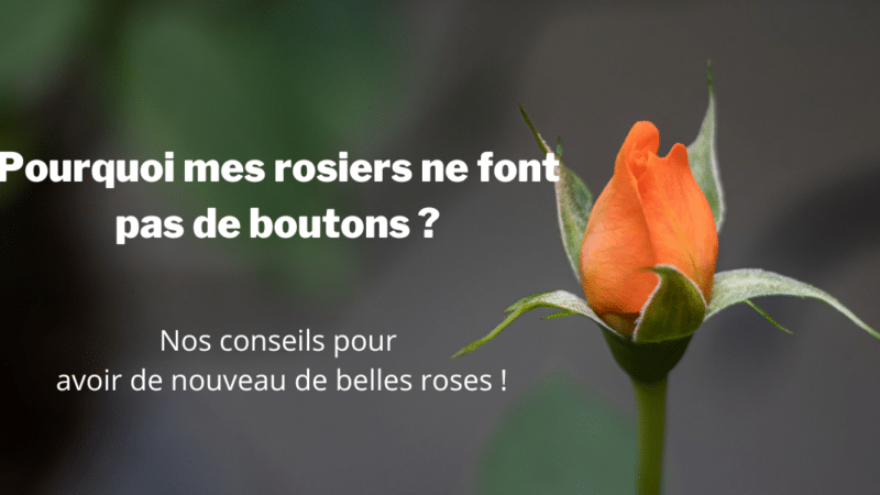 Jardinage : Pourquoi mes rosiers ne font pas de boutons ? Nos conseils pour avoir de nouveau de belles roses !