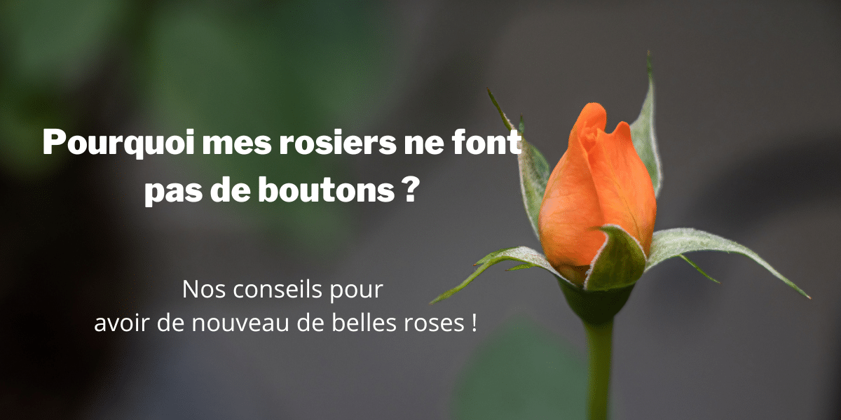 Jardinage : Pourquoi mes rosiers ne font pas de boutons ? Nos conseils pour avoir de nouveau de belles roses !