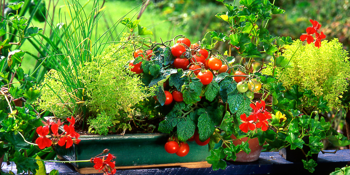 Jardinage : Des beaux plants de tomates sur un balcon c’est possible !