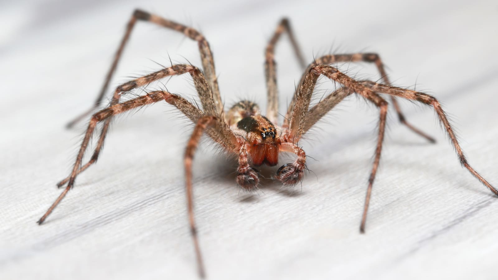 Comment se débarrasser des araignées Hobo dans votre maison