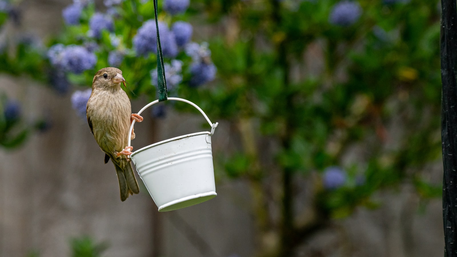 Débarrassez-vous des taches de crottes d’oiseaux à l’aide d’un produit pratique que vous possédez déjà