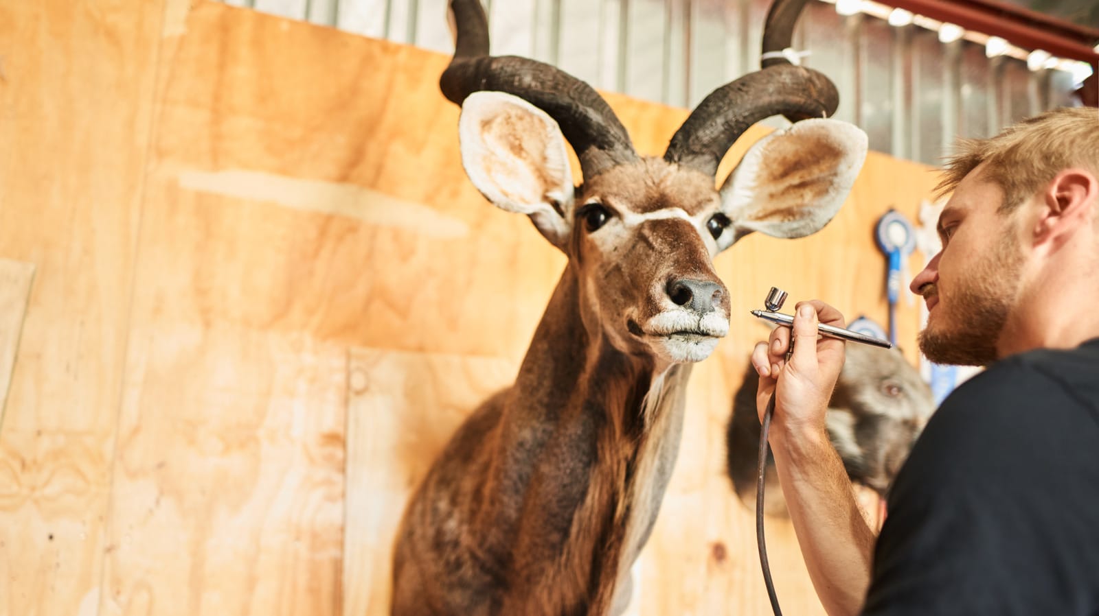 La taxidermie dans votre maison pourrait cacher un problème sournois de lutte antiparasitaire