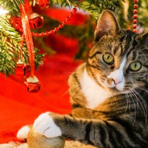 Chat vs sapin de Noël : la bataille va bientôt commencer ! Mais y a-t-il des risques pour votre chat ?