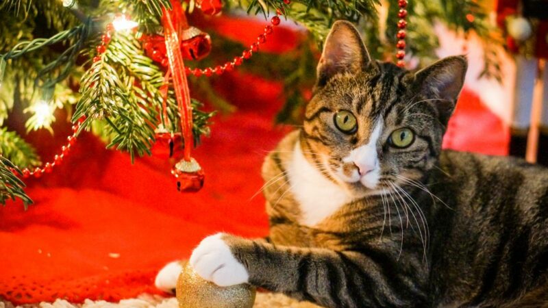 Chat vs sapin de Noël : la bataille va bientôt commencer ! Mais y a-t-il des risques pour votre chat ?