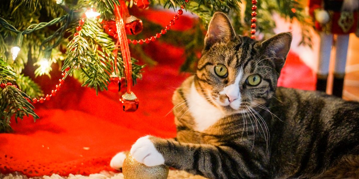 Chat vs sapin de Noël : la bataille va bientôt commencer ! Mais y a-t-il des risques pour votre chat ?