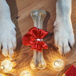 Gâtez vos compagnons à 4 pattes : des idées cadeaux de Noël sûres et amusantes pour vos animaux adorés