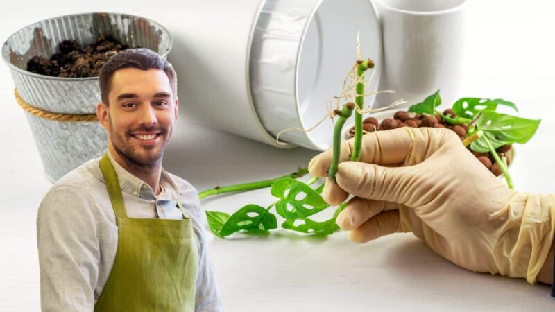 Le secret des racines aériennes de Monstera: c’est comment les gérer correctement