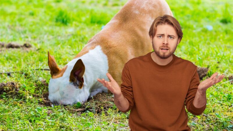 Votre chien devient-il sans relâche? La réponse à laquelle vous ne vous attendez pas!