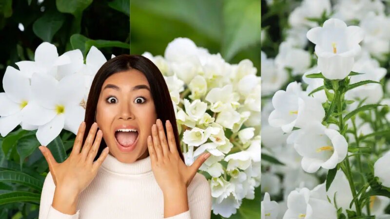 Ces variétés de fleurs blanches feront de votre jardin un endroit enchanteur!