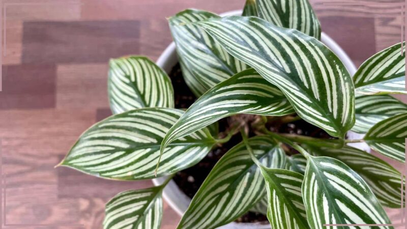 Calathea avec des feuilles bouclées? Le secret de l’humidité qui le transformera