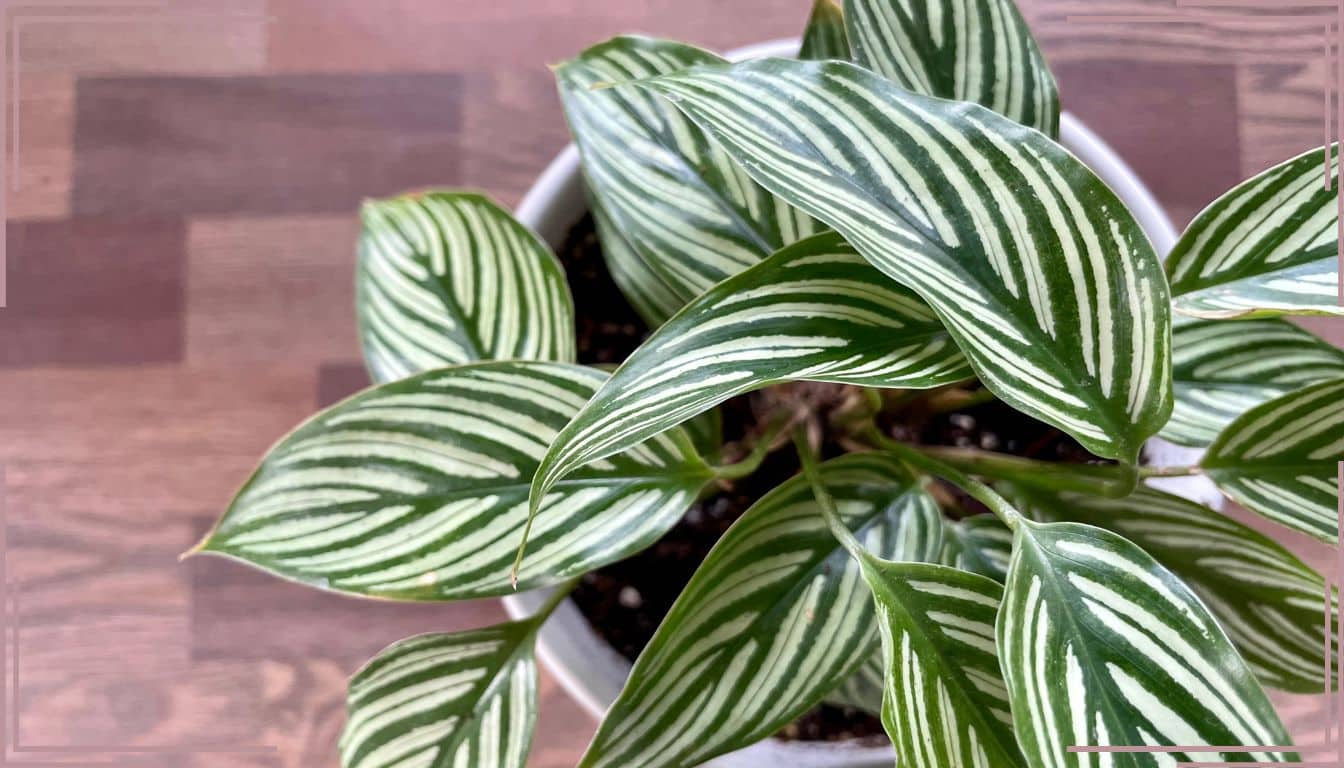 Calathea avec des feuilles bouclées? Le secret de l’humidité qui le transformera