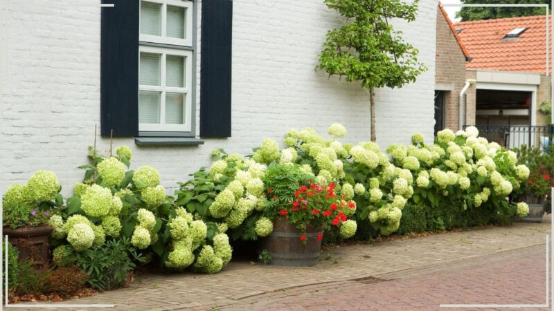 Vous risquez de faire des erreurs: la bonne distance pour planter votre hortensia!