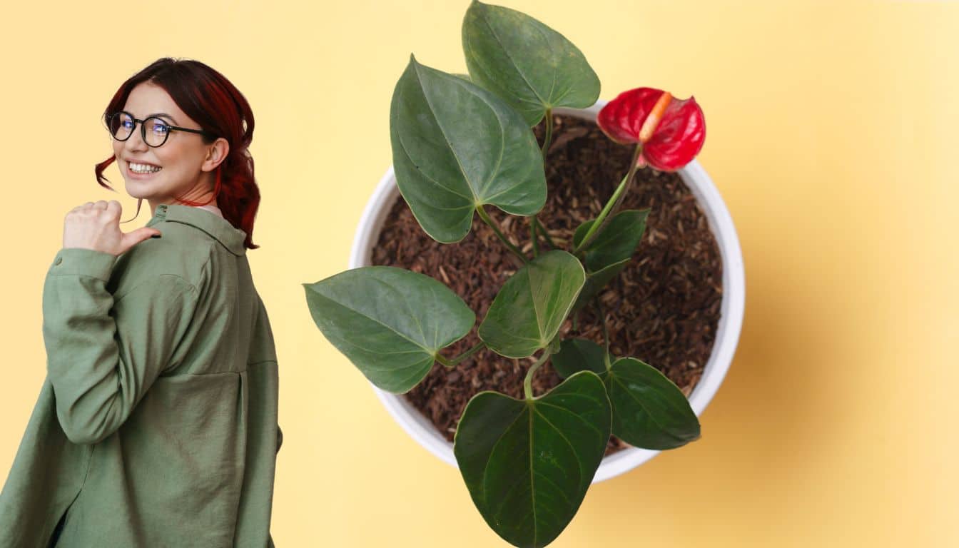 Pourquoi votre anthurium perd-il des fleurs? La technique thaïlandaise qui le fera s’épanouir