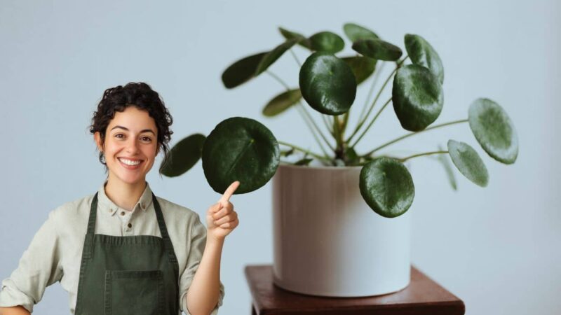 Votre pilea semble-t-elle en difficulté? Essayez la méthode infaillible pour d’énormes feuilles