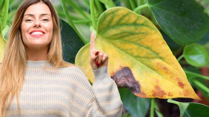 Anthurium en danger? Le remède flash pour les feuilles saines