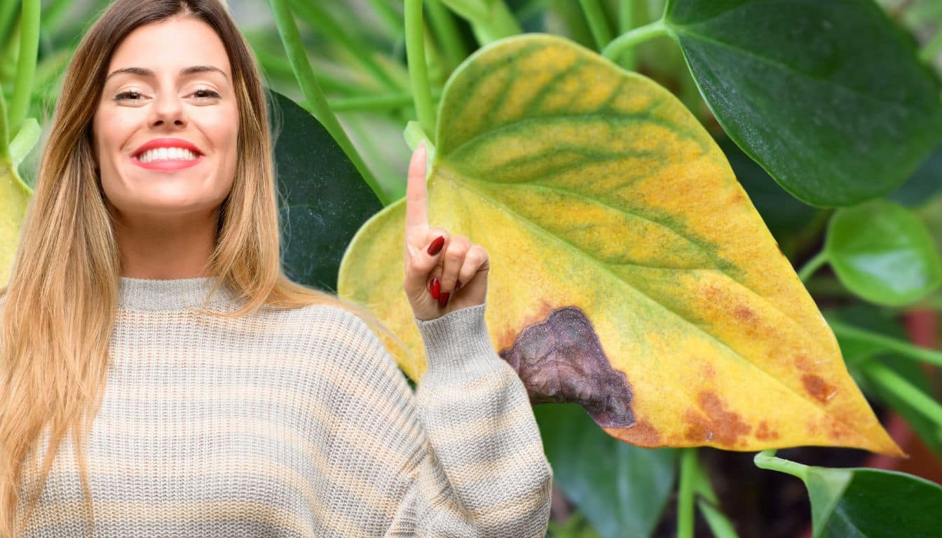 Anthurium en danger? Le remède flash pour les feuilles saines