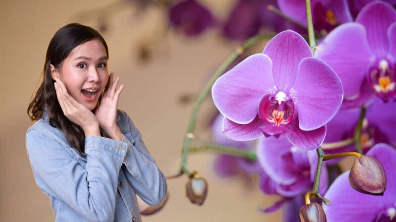 L’ingrédient de pâtisserie qui explose la floraison de vos orchidées