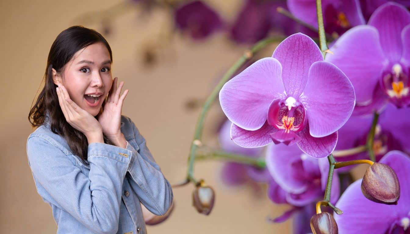 L’ingrédient de pâtisserie qui explose la floraison de vos orchidées