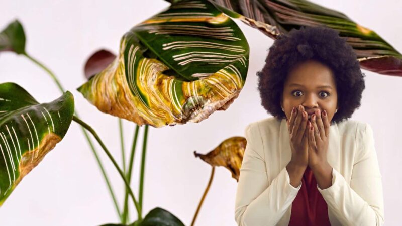 Calathea avec des pointes jaunes? Résoudre tout avec ce maquillage à eau filtré simple