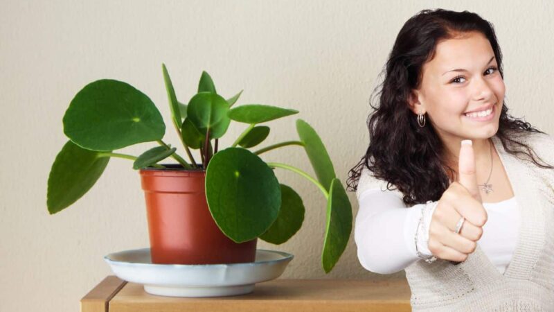 Transformez votre pilea en 30 jours: découvrez la marque secrète-Up pour une croissance ronde parfaite!