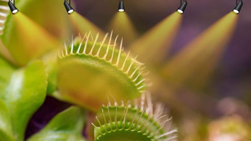 La méthode de lumière parfaite pour les plantes carnivores: jamais plus de pièges secs!