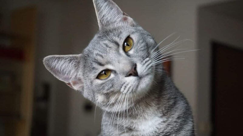 Les chats comprennent-ils vraiment notre voix? Découvrez la vérité surprenante