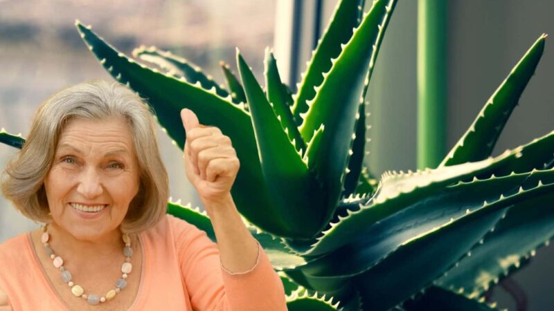 Le pouvoir caché de l’aloe vera: le maquillage du millénaire qui le fera briller