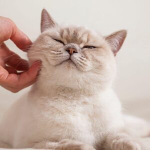 La vraie raison pour laquelle vous ne devriez jamais quitter la maison sans saluer votre chat!
