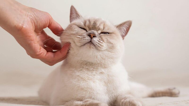 La vraie raison pour laquelle vous ne devriez jamais quitter la maison sans saluer votre chat!