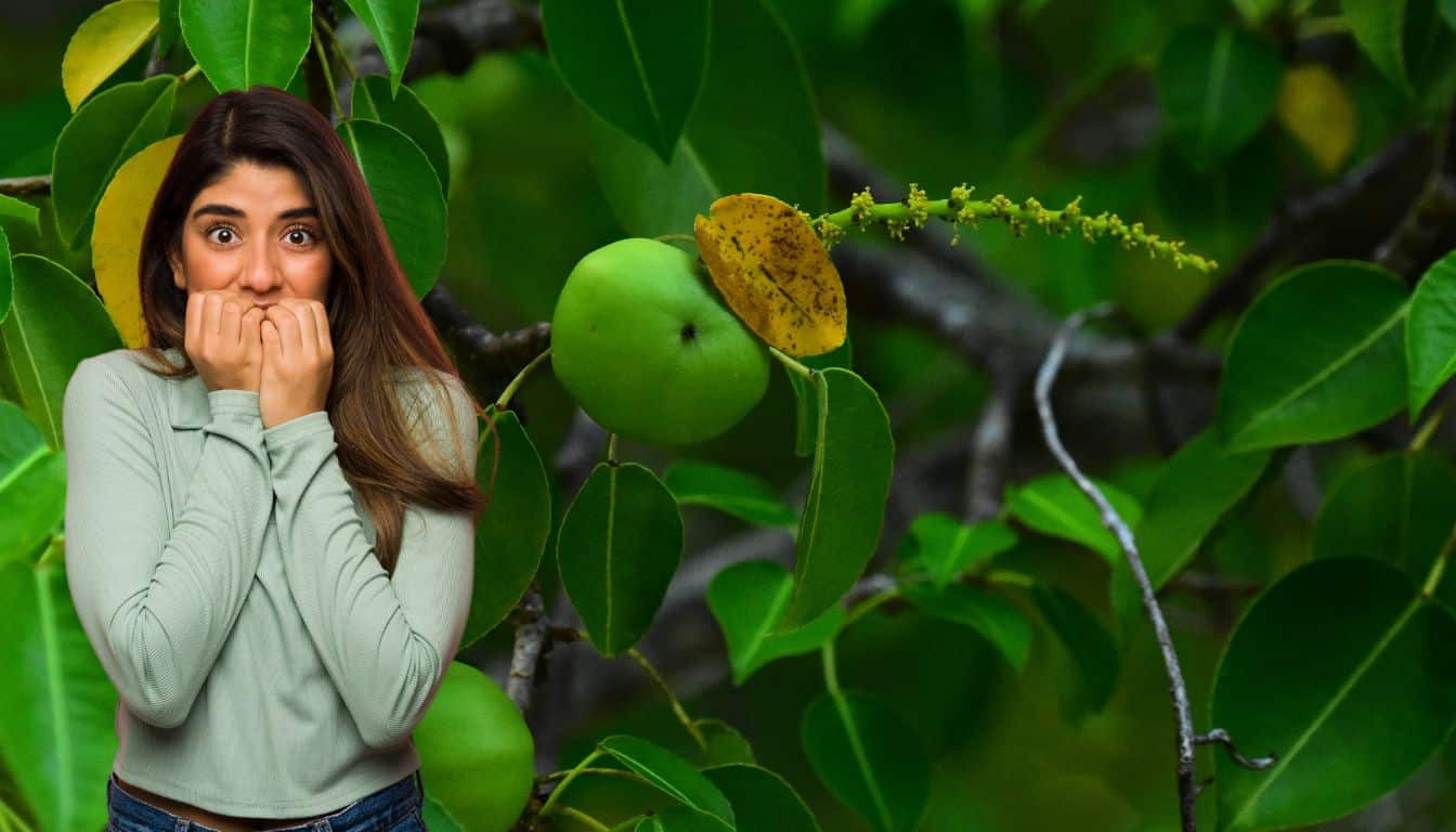 Cet arbre tropical enchanteur fascine tout le monde, mais son poison est un danger silencieux à savoir