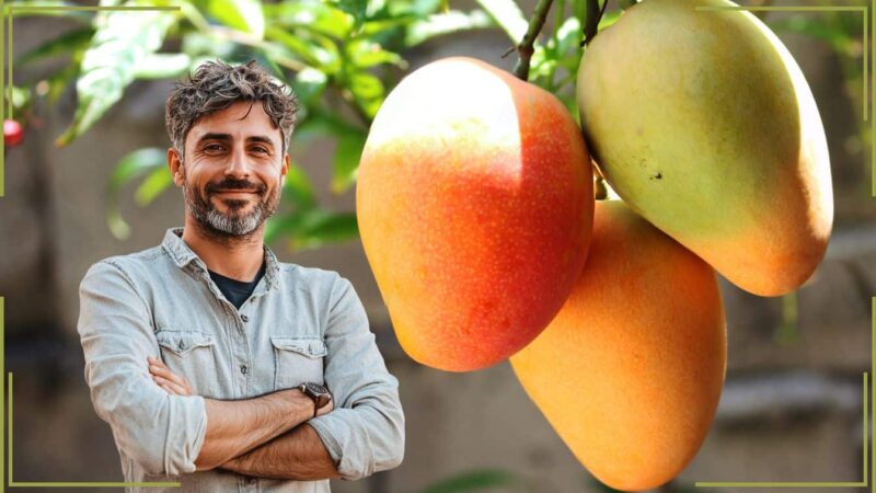 Voulez-vous des manghi frais de votre jardin? Ne manquez pas cette méthode!