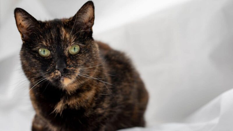 Turtle Cats a une caractéristique unique: Préparez-vous à être étonné