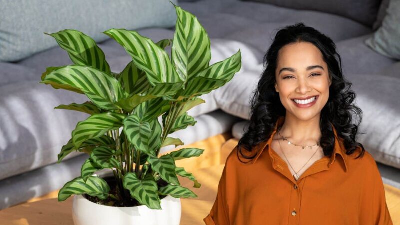 La méthode de l’eau de riz pour une calathea luxuriante: résultats surprenants!
