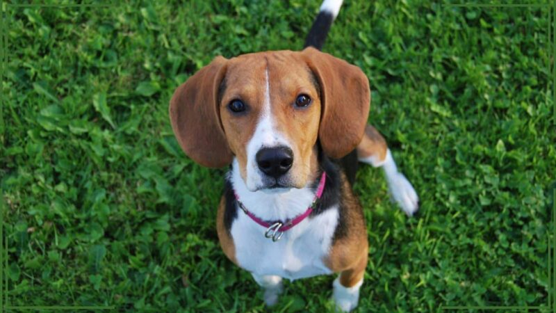 Votre chien vous suit-il partout? Voici ce que cela signifie vraiment (et comment réagir)
