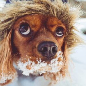 Février vient de commencer: découvrez comment protéger le mieux votre chien avec un rhume intense!