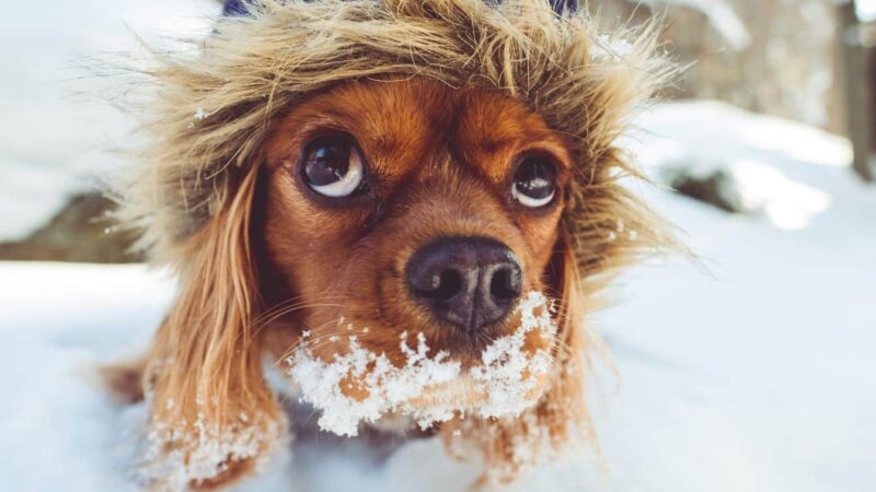Février vient de commencer: découvrez comment protéger le mieux votre chien avec un rhume intense!
